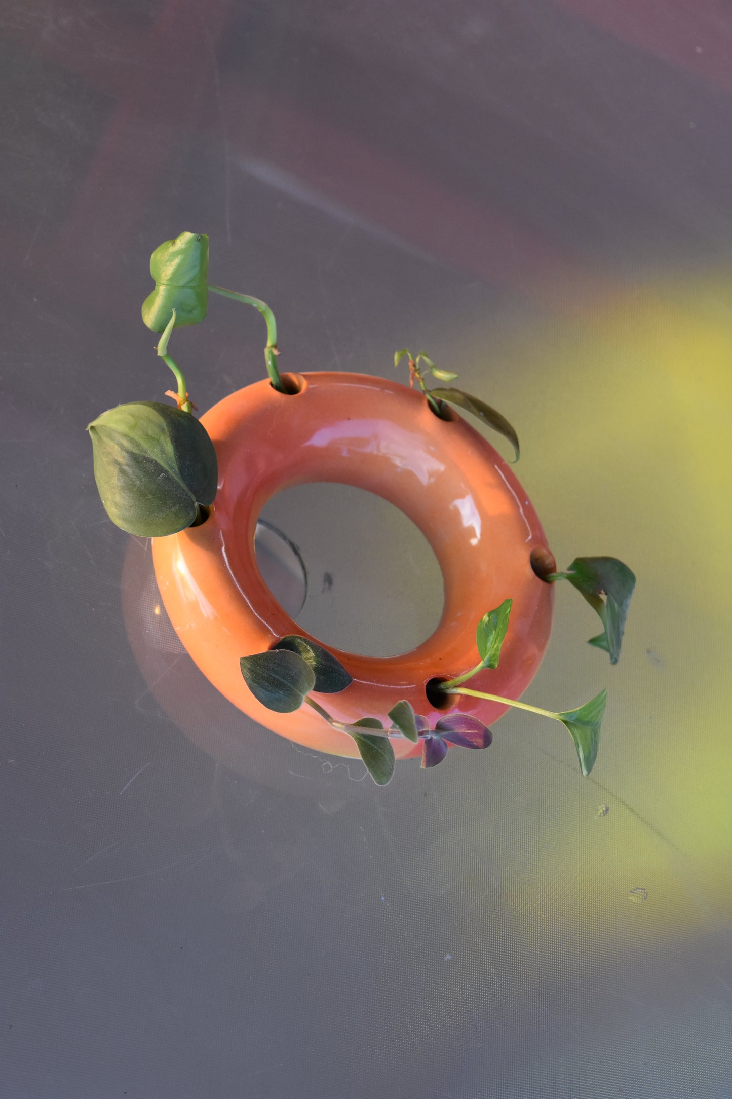 Aura Vase and Propagation Station Set