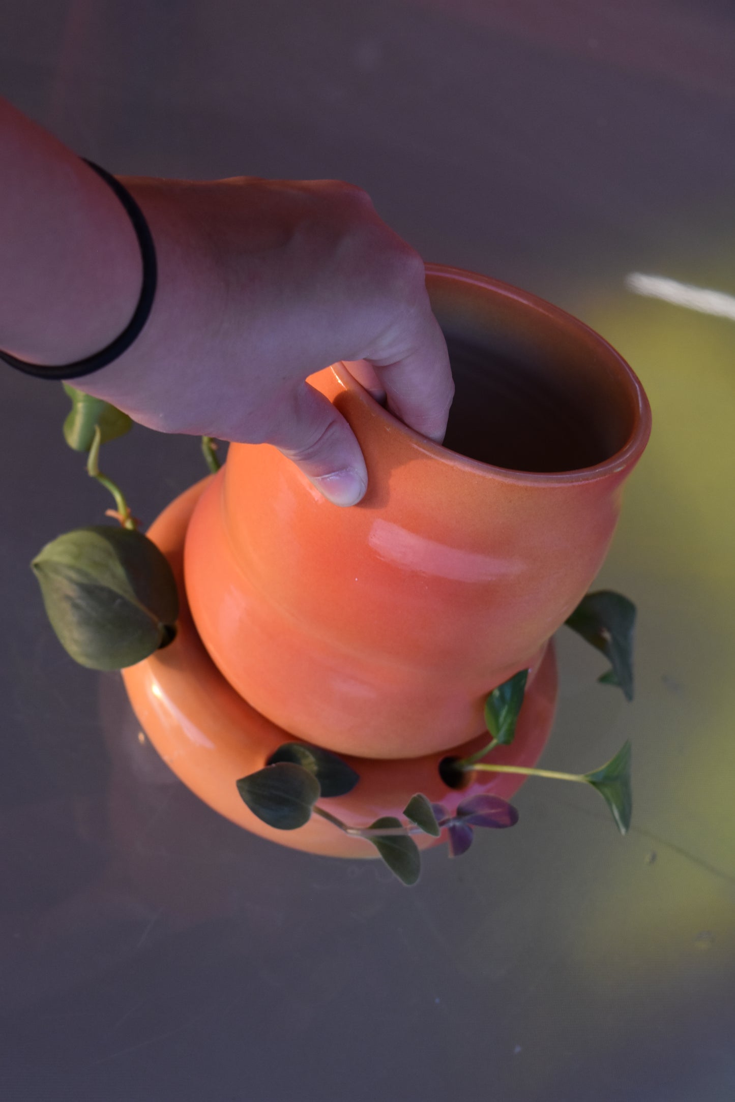 Aura Vase and Propagation Station Set